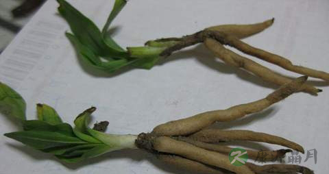 仙茅的药用价值_仙茅的副作用