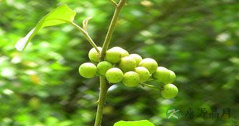 水茄的药用价值_水茄的副作用