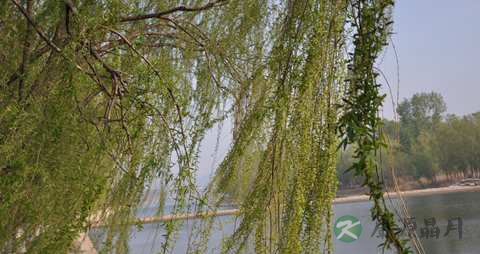 柳叶的药用价值_柳叶的副作用