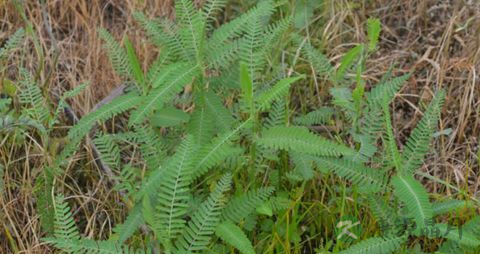 合萌的药用价值_合萌的副作用