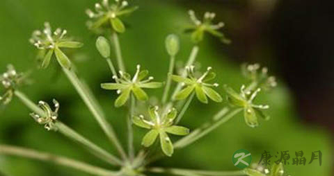 牛尾菜的功效与作用