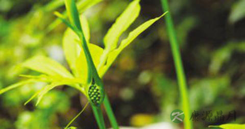 掌叶半夏的药用价值_掌叶半夏的副作用