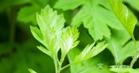 灸草的功效与作用