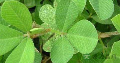 掐不齐的药用价值_掐不齐的副作用