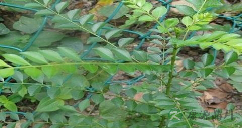 鹰不泊的药用价值_鹰不泊的副作用