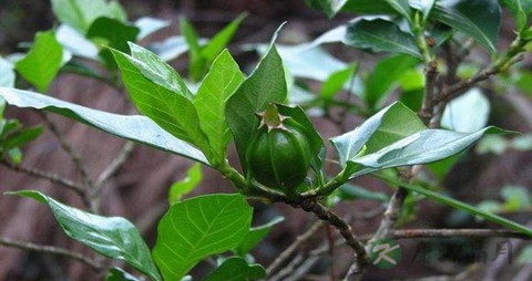 栀子花根的药用价值_栀子花根的副作用