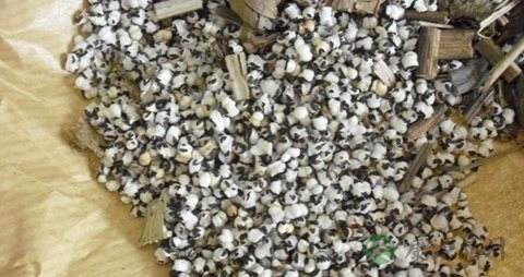 王不留行的功效与作用