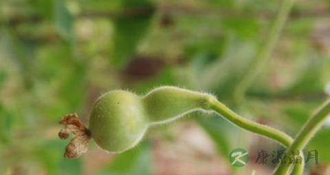 葫芦草的功效