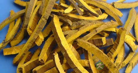 黄柏的药用价值_黄柏的副作用