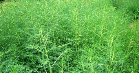 蓬子菜的药用价值_蓬子菜的副作用