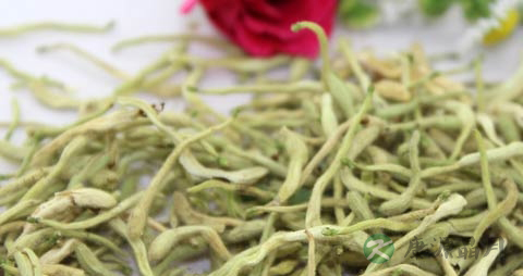 金银花的药用价值_金银花的副作用