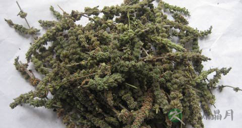 荆芥穗的功效与作用_荆芥穗的药用价值