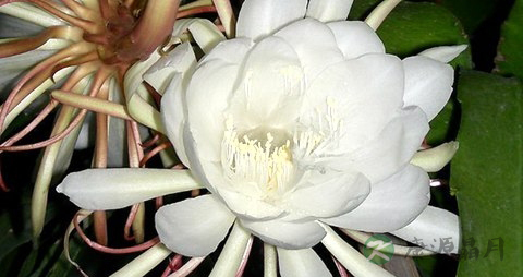 昙花的药用价值_昙花的副作用