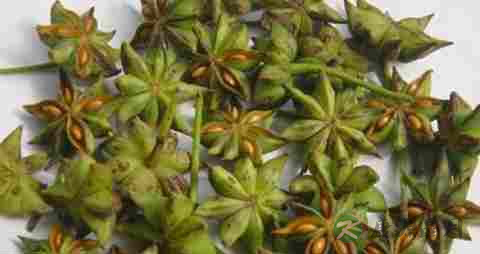 八角茴香的药用价值_八角茴香的副作用