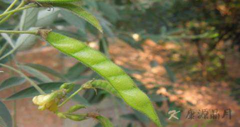 木豆的药用价值_木豆的副作用