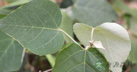 白背叶的药用价值_白背叶的副作用