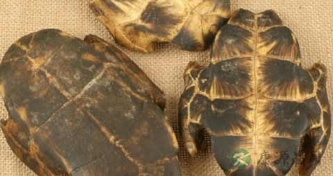龟甲的药用价值_龟甲的副作用