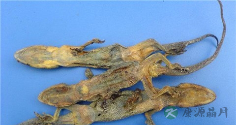 天龙的药用价值_天龙的副作用