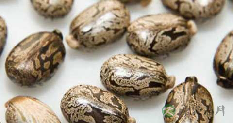 蓖麻子的药用价值_蓖麻子的副作用