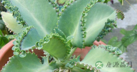 落地生根的药用价值_落地生根的副作用
