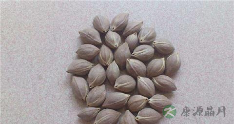 乌榄核的药用价值_乌榄核的副作用