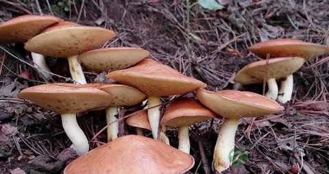 松蘑的药用价值_松蘑的副作用
