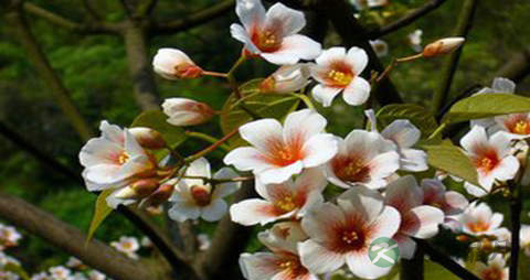 桐子花的功效与作用