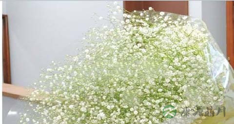 满天星的药用价值_满天星的副作用