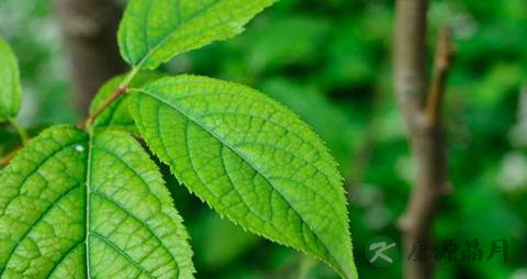 杜仲叶的药用价值_杜仲叶的副作用