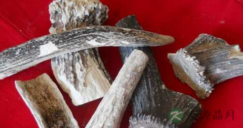 鹿角霜的药用价值_鹿角霜的副作用