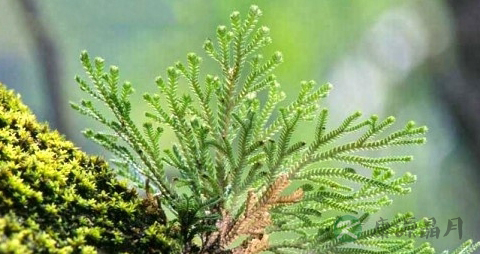 万年松的药用价值_万年松的副作用