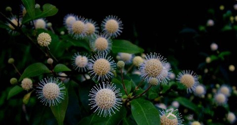 水团花的药用价值_水团花的副作用