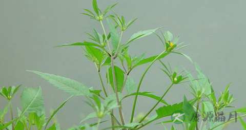 旱莲草的药用价值_旱莲草的副作用