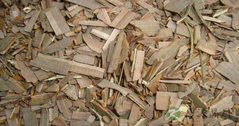 鬼箭羽的药用价值_鬼箭羽的副作用