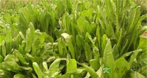 菊苣的药用价值_菊苣的副作用
