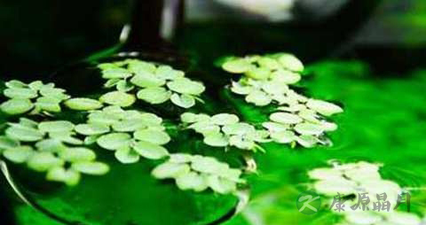 浮萍的药用价值_浮萍的副作用