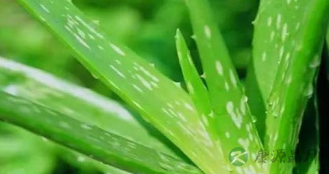芦荟的药用价值_芦荟的副作用