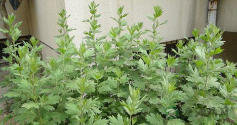 灸草的药用价值_灸草的副作用
