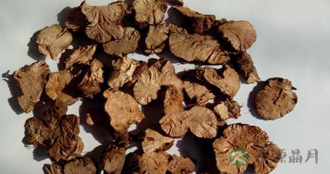 金荞麦的药用价值_金荞麦的副作用