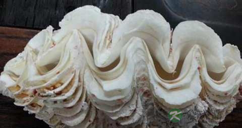 砗磲的功效与作用