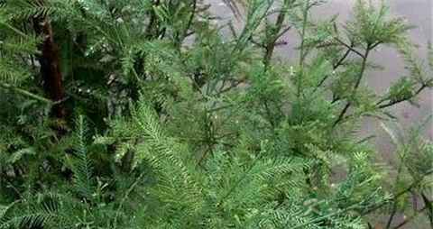 水松的药用价值_水松的副作用