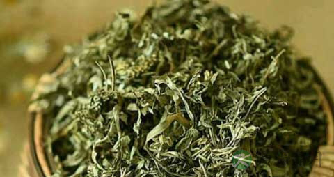 艾叶的药用价值_艾叶的副作用