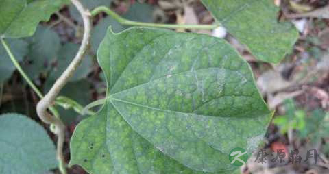 宽筋藤的药用价值_宽筋藤的副作用