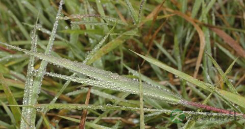 马唐的药用价值_马唐的副作用