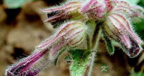 地黄根的功效与副作用