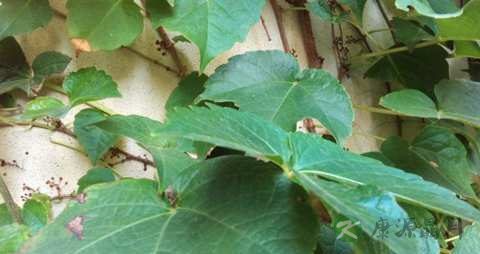地锦的药用价值_地锦的副作用