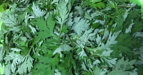 艾叶的药用价值_艾叶的副作用