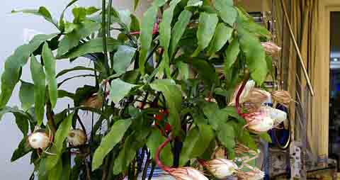 昙花的功效与作用