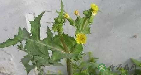 牛筋草的功效与作用