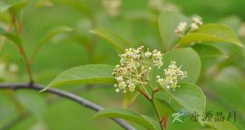 雷公藤的药用价值_雷公藤的副作用